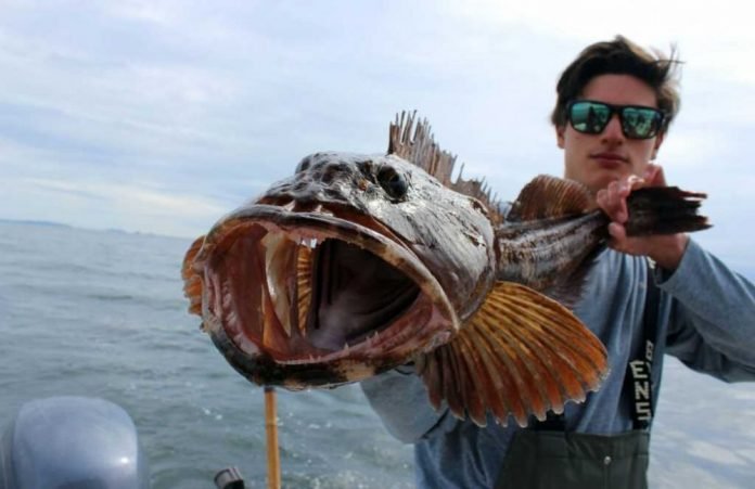 Fakta Menarik Hewan Ikan Lingcod