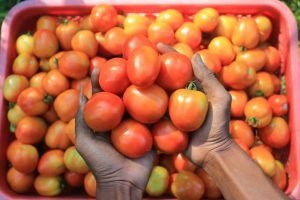 Manfaat Tomat Kaya Nutrisi Untuk Kesehatan Tubuh