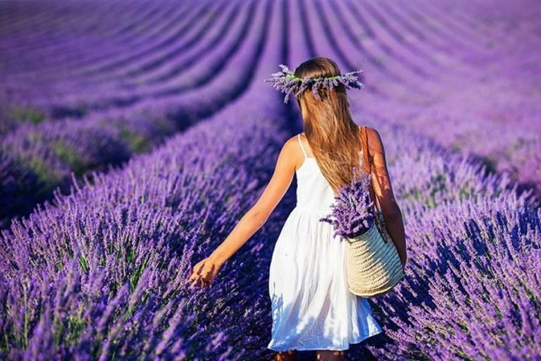 Fakta Menarik Tentang Lavender