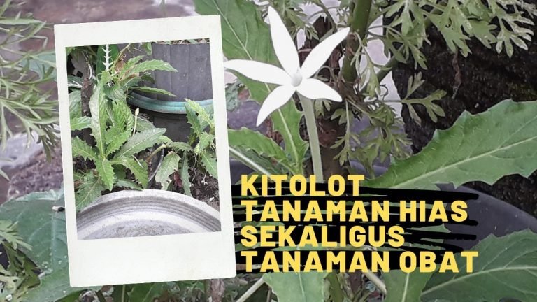 7 Manfaat Bunga Kitolod untuk Kesehatan dan Efek Sampingnya