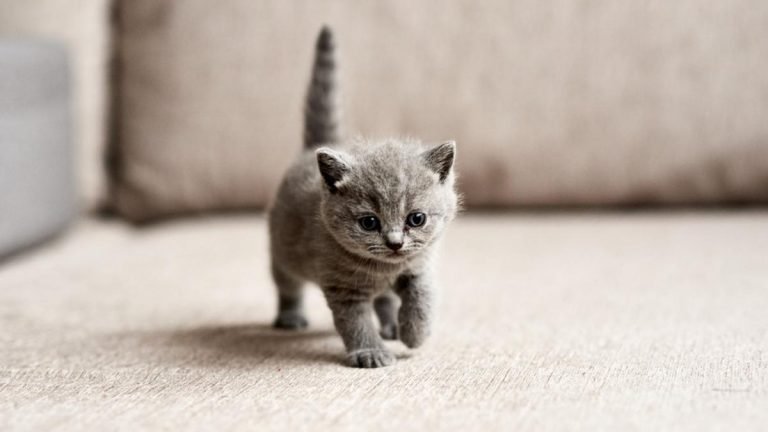 Merawat Anak Kucing dengan Benar Agar Berkembang dengan Sehat