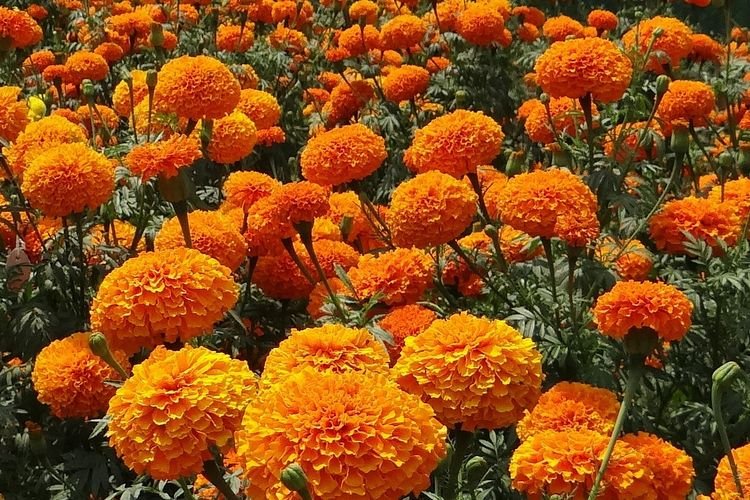 Keuntungan Menanam Bunga Marigold di Halaman Rumah