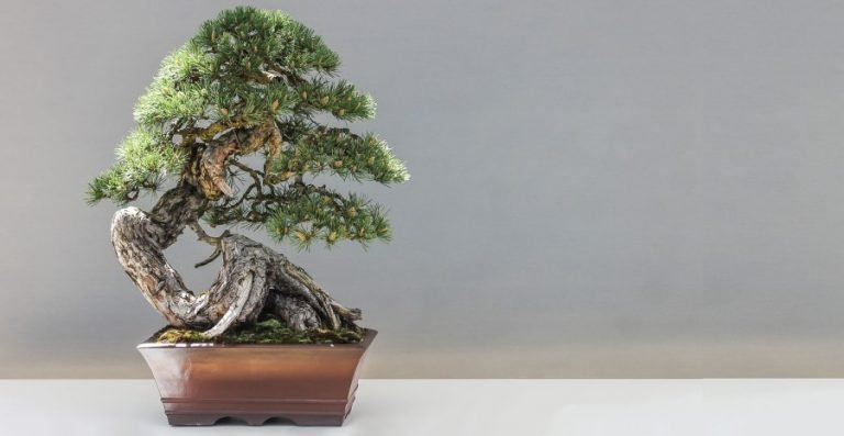 Keuntungan Meletakkan Bonsai di Dalam Rumah