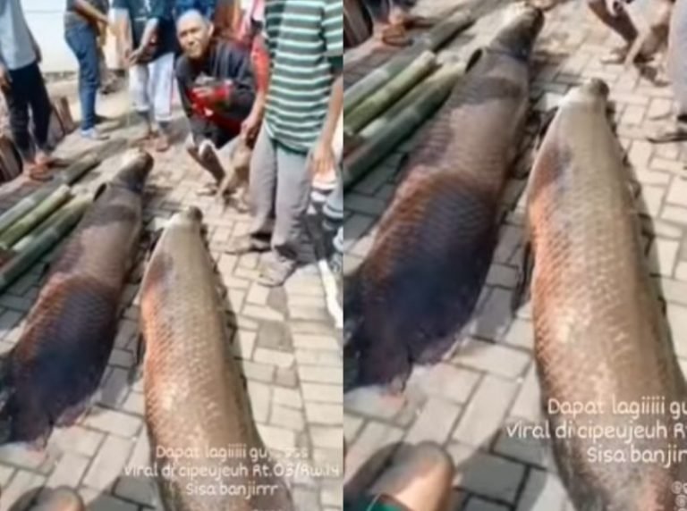 Viral, Video Ditemukannya Ikan Arapaima Usai Banjir di Garut