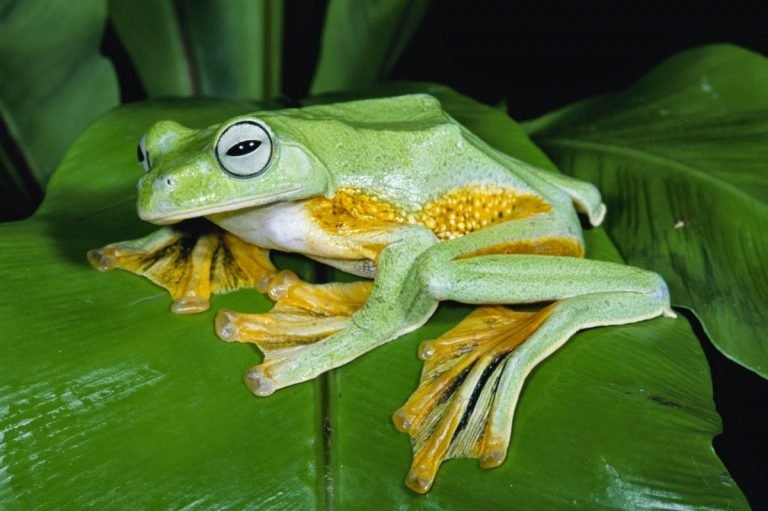 4 Peran Penting Katak bagi Lingkungan Sekitar