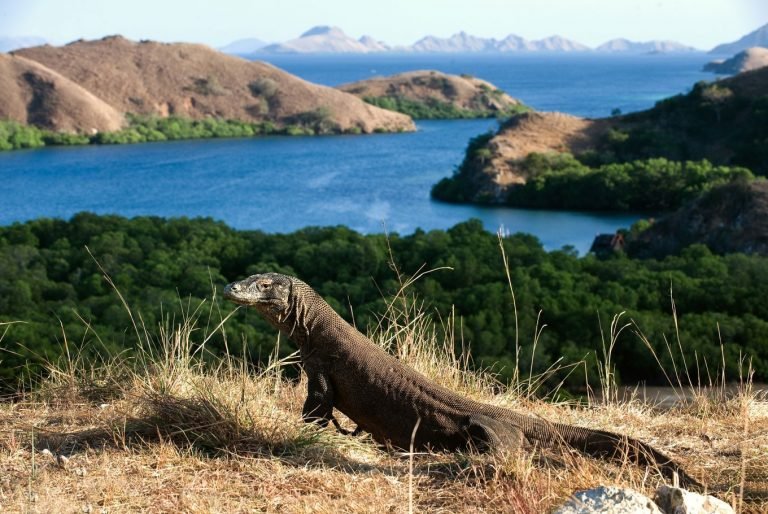 Turis Asing Mempertanyakan Tiket Mahal ke Pulau Komodo