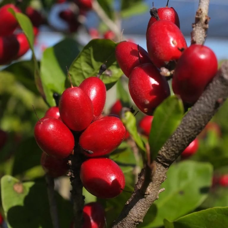 5 Kandungan Nutrisi yang Terdapat dalam Miracle Fruit