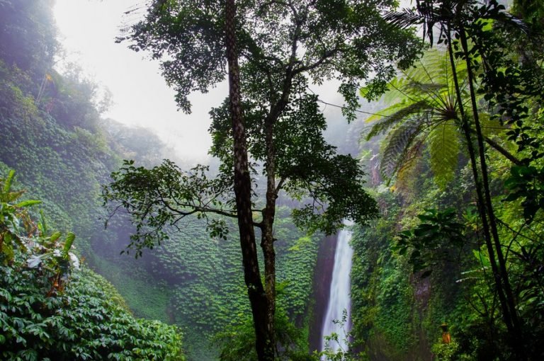 Inilah Penjelasanya Mengapa Negara Tropis Kaya Flora dan Fauna