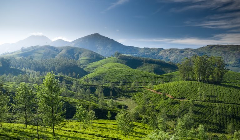 5 Rekomendasi Kebun Teh yang Instagramable di Indonesia