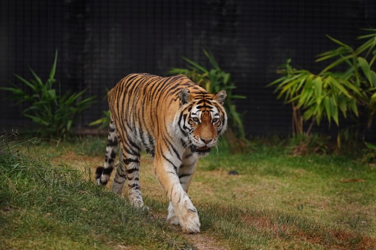 Inilah 5 Rekomendasi  Kebun Binatang Terbaik di Prancis